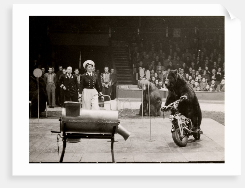 Gulden's Bears in Bertram Mills' Circus by Baron Nicholas de Racozcy