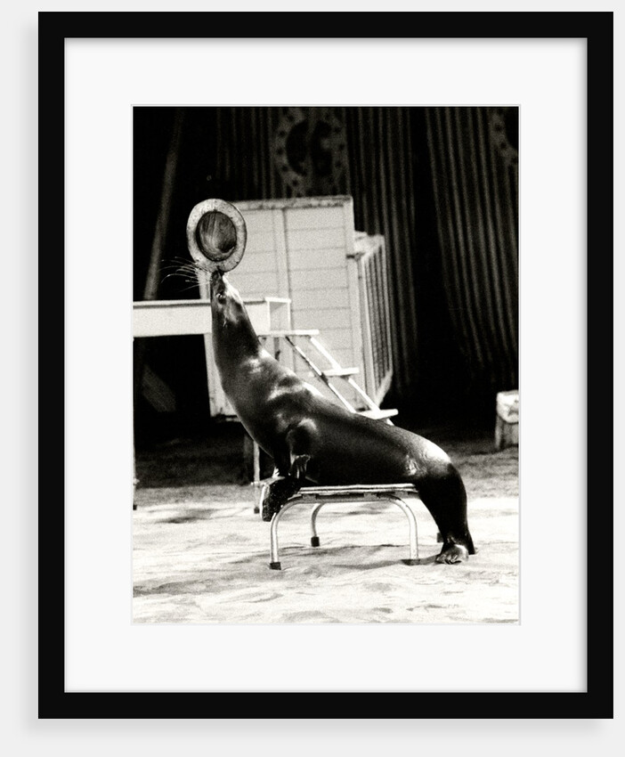 Scott's Californian Sea Lions at the Gerry Cottle's Circus by Anonymous
