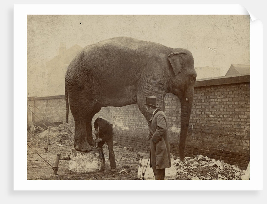Charlie Enjoys a Pedicure by A.M. Bliss & Company