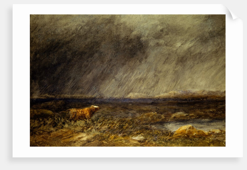 The Challenge: A Bull in a Storm on the Moor by David Cox The Elder