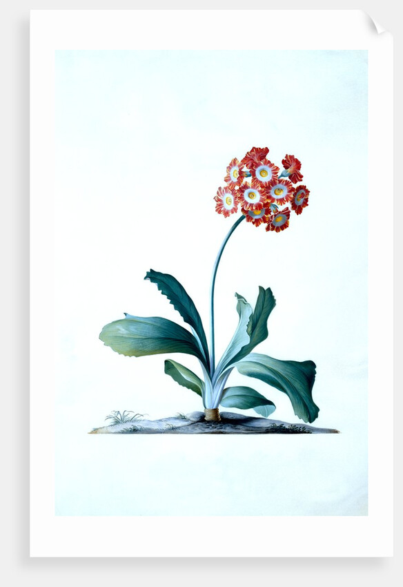 Botanical illustration - Primula, Moltens Glory of England by Unknown