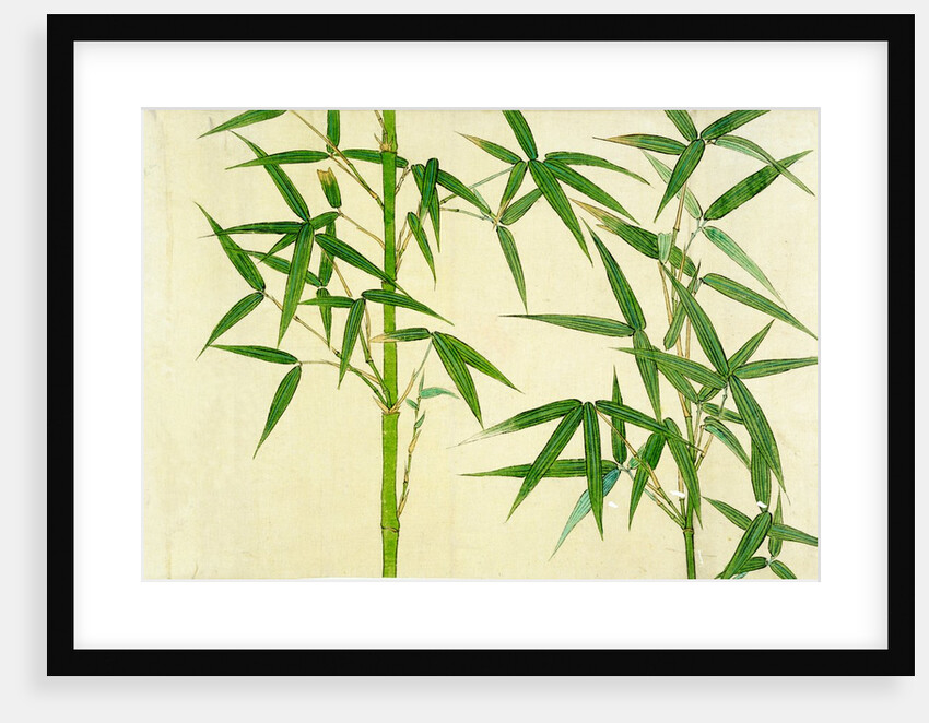 Bamboo by Unknown