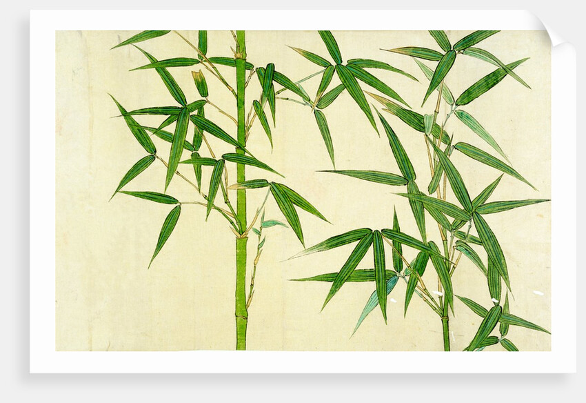 Bamboo by Unknown