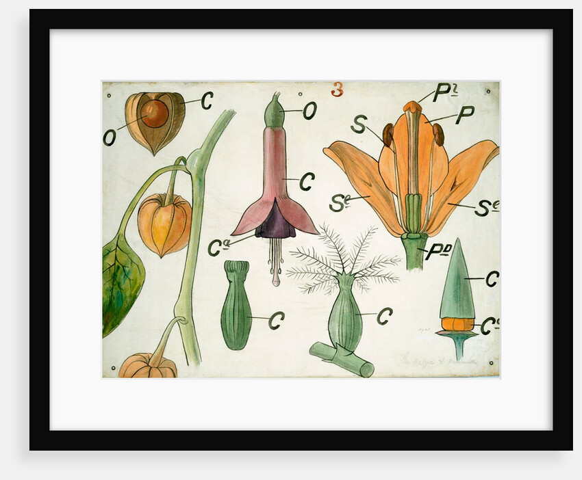 Diagram illustrating Lectures on Botany by Christopher Dresser