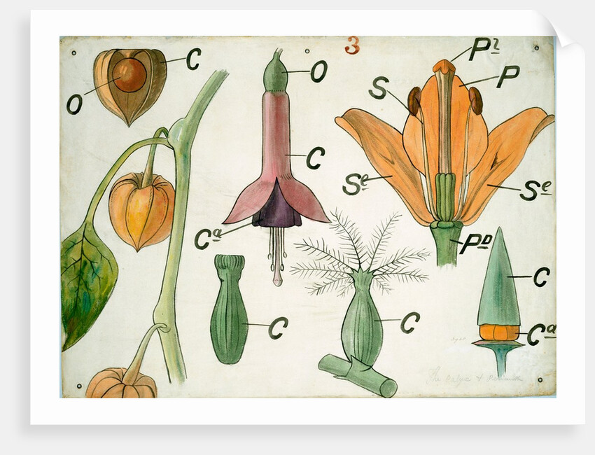 Diagram illustrating Lectures on Botany by Christopher Dresser