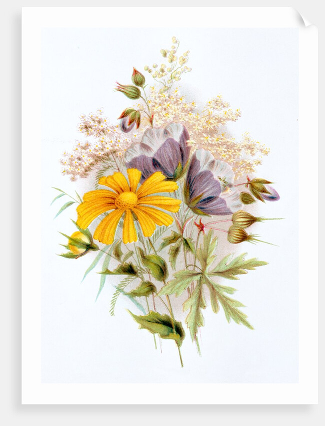 Wildflower bunch. London, England, late 19th century by Unknown