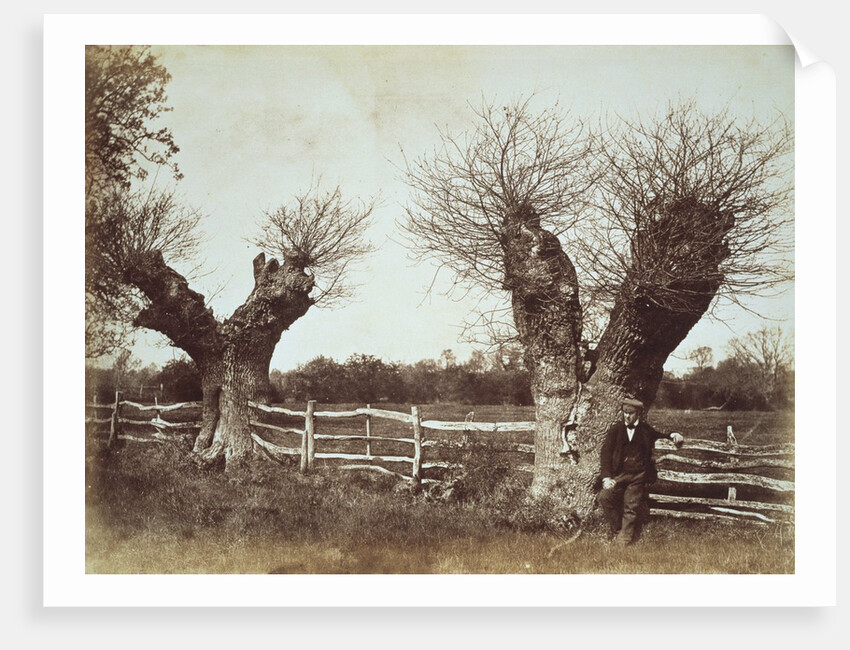 Hedgerow Trees by Benjamin Brecknell Turner