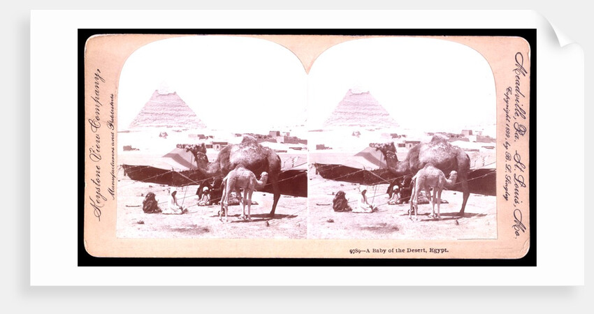 A baby of the desert by B. L. Singley