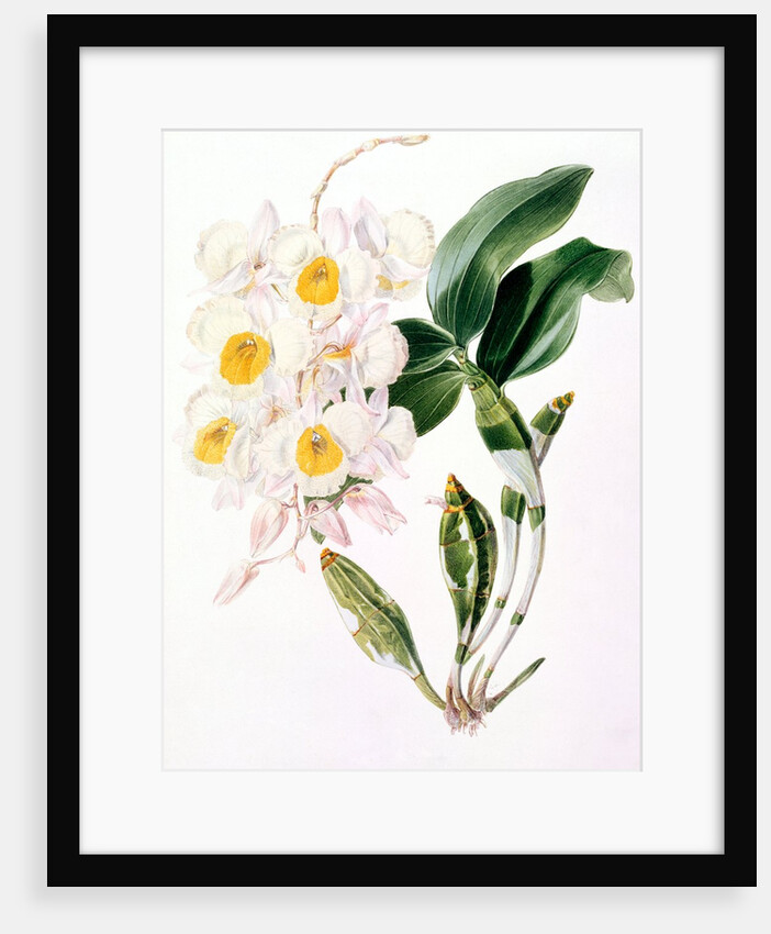 Orchid by Samuel Holden