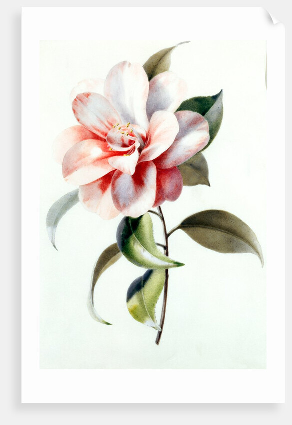 Camellia by Unknown
