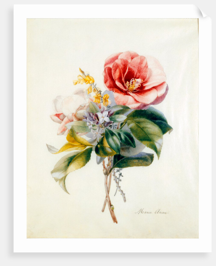 Camellia Bouquet from Flower Pieces by Unknown