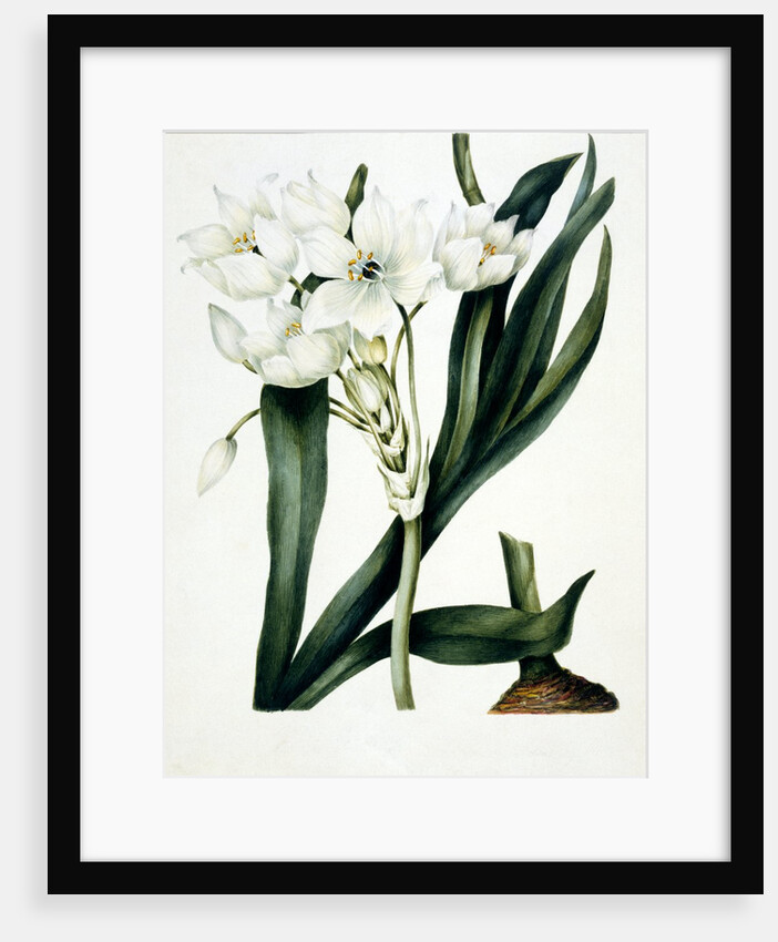 White flowers by Samuel Holden