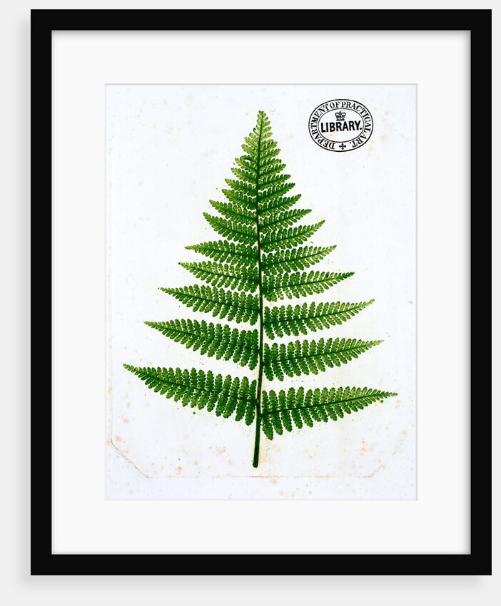 Fern by William Bradbury and Millet Evans