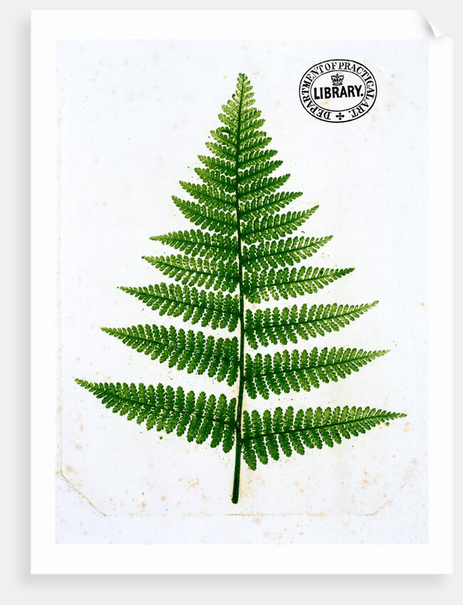 Fern by William Bradbury and Millet Evans