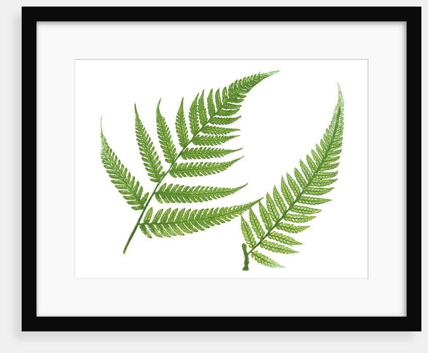 Ferns by William Bradbury and Millet Evans