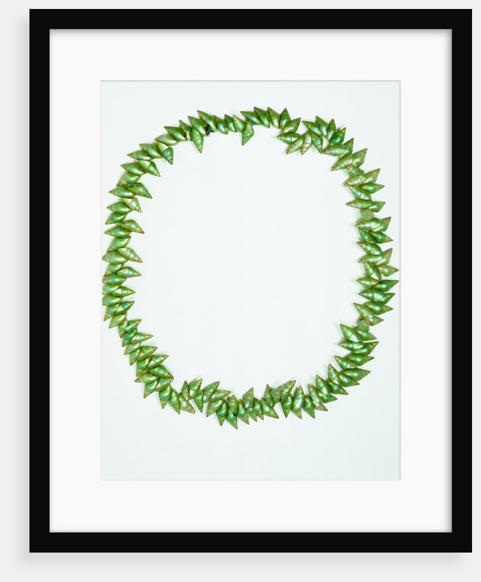 Necklace made from bright green Phasianotrochus eximius shells by unknown