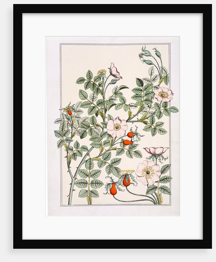 Wild Rose by Eugène Samuel Grasset