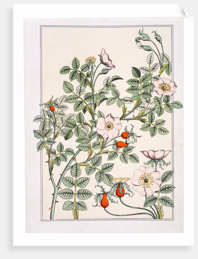 Wild Rose by Eugène Samuel Grasset
