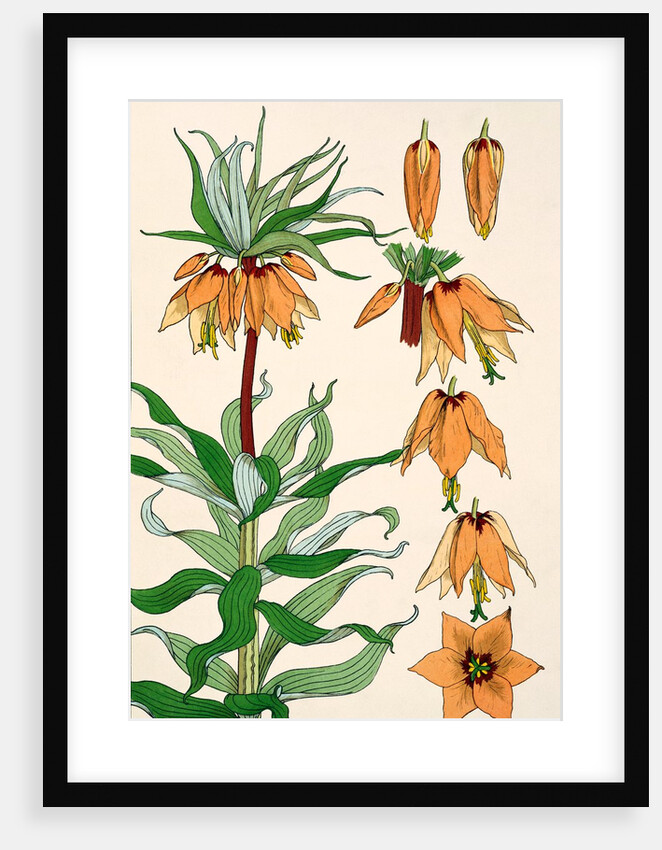Crown Imperial by Eugene Samuel Grasset