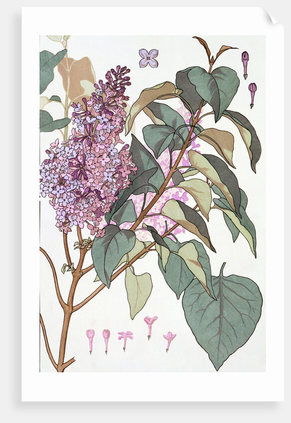 Lilac by Eugene Samuel Grasset