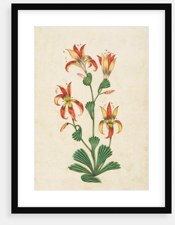 A flowering plant. India, 17th century by Unknown