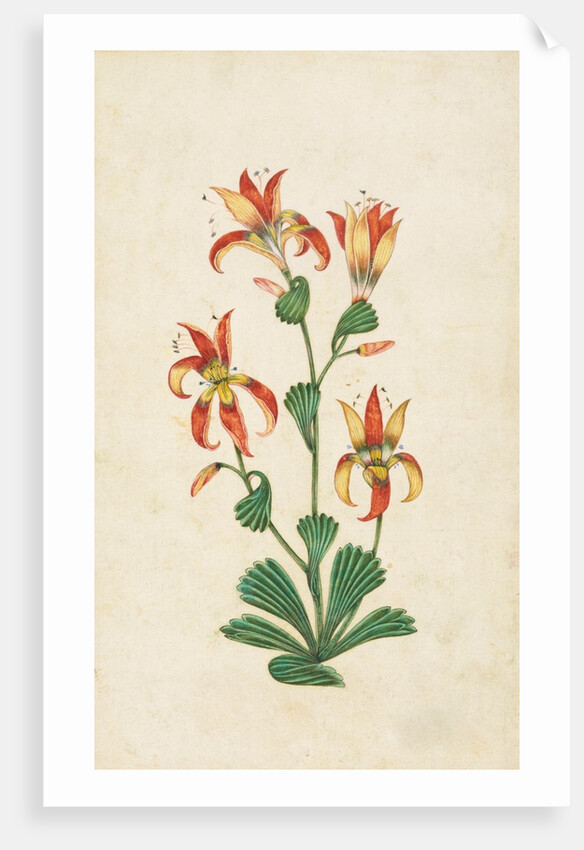 A flowering plant. India, 17th century by Unknown