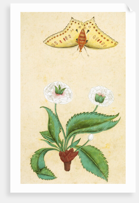 White flowers and a butterfly. India, 18th century by Unknown