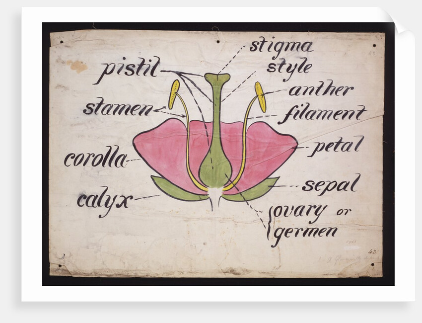 Cross-section through a rose by Christopher Dresser