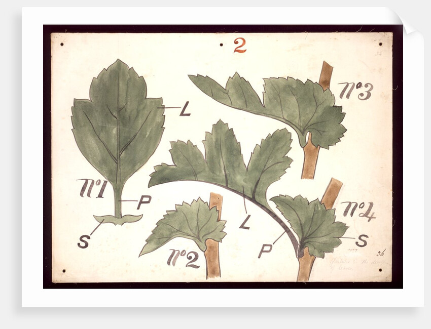 Failure in the development of leaves by Christopher Dresser