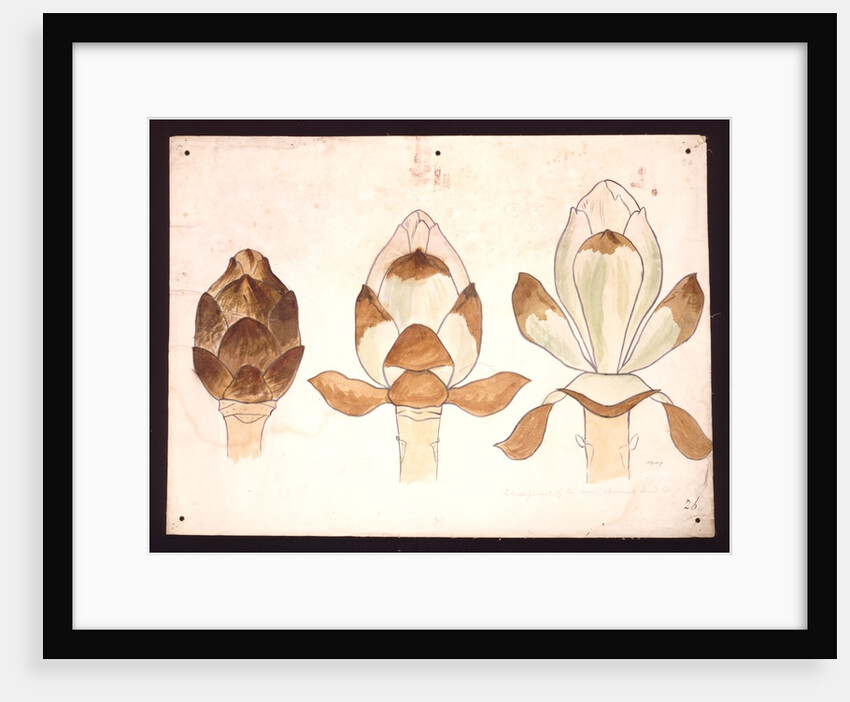 Development of the horse-chestnut bud by Christopher Dresser