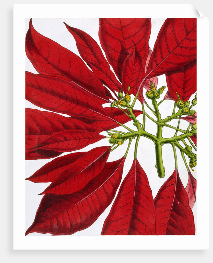 Poinsettia Pulcherrima. London, England, 1873 by Anonymous