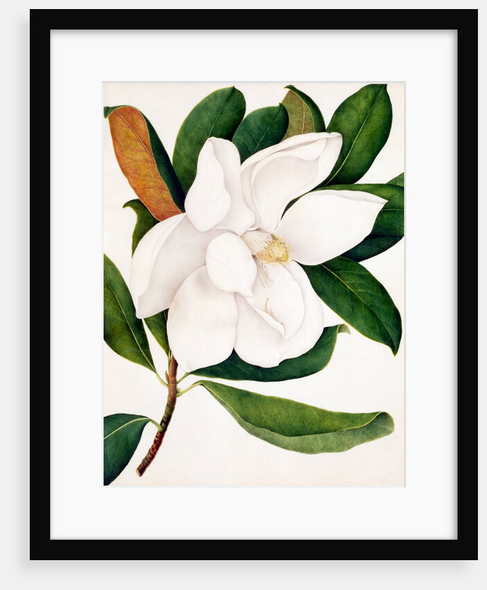 Magnolia Grandiflora by Unknown