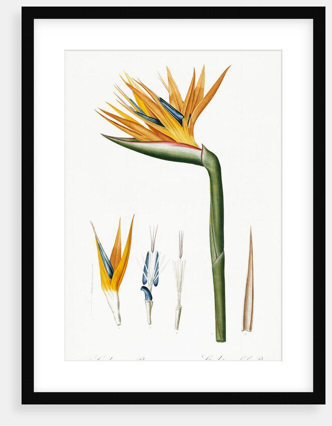 Plate on P.66 from Les Liliacees Vol.2 Strelitzia Reginae by Anonymous