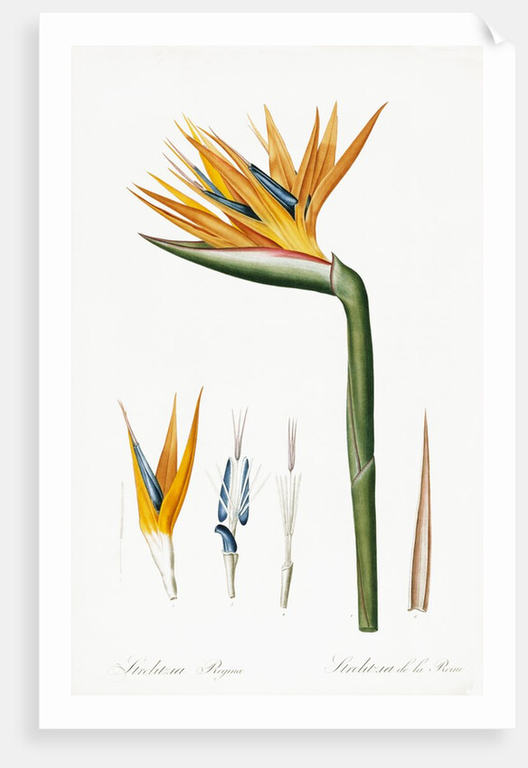Plate on P.66 from Les Liliacees Vol.2 Strelitzia Reginae by Anonymous