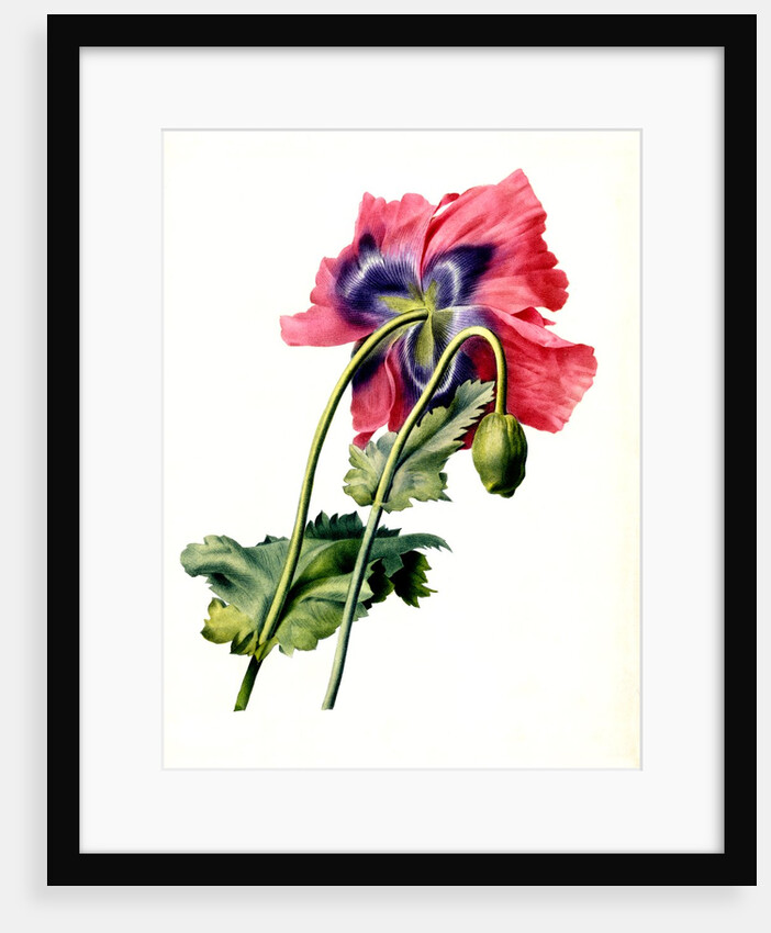 Papaver by Anonymous