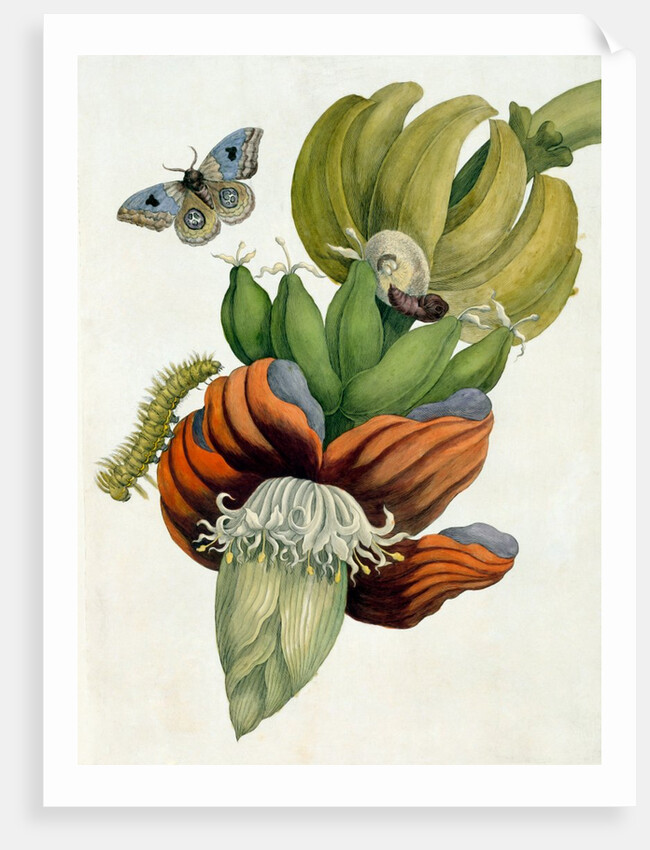 Banana Flower by Anonymous