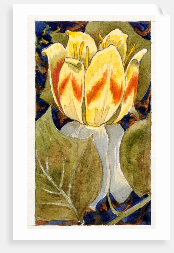 Lotus Flower by Various