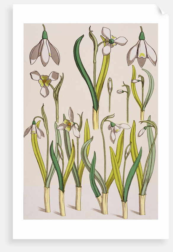 Snowdrops by Eugene Samuel Grasset