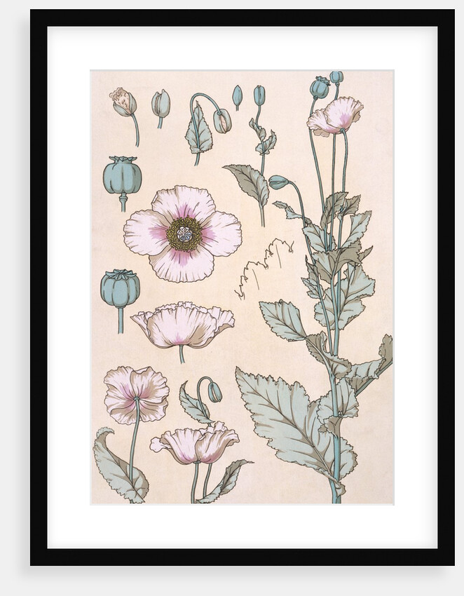 Poppies wallpaper by Eugene Samuel Grasset