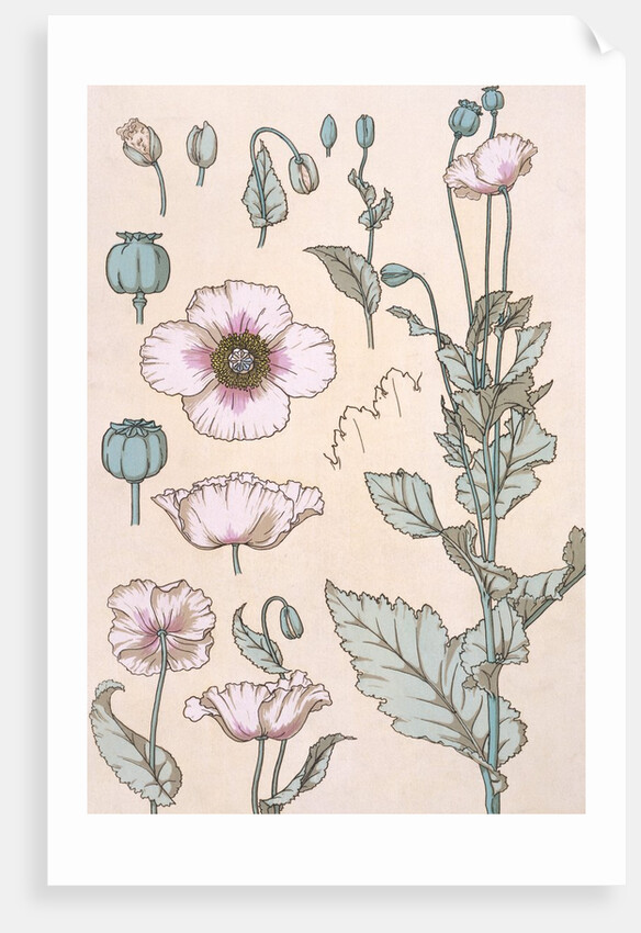 Poppies wallpaper by Eugene Samuel Grasset