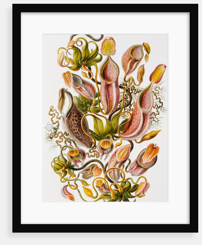 Nepenthaceae by Ernst Haeckel