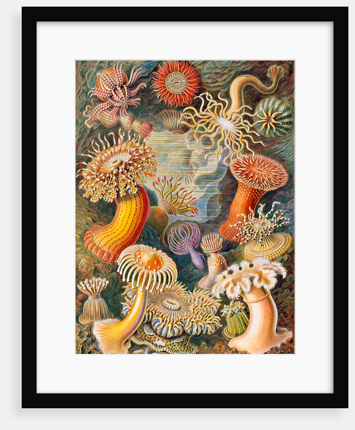 Microbiology book plate by Anonymous
