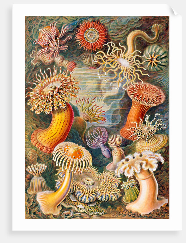 Microbiology book plate by Anonymous