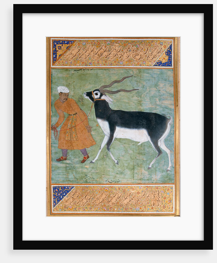 Indian Black Buck by Manohar