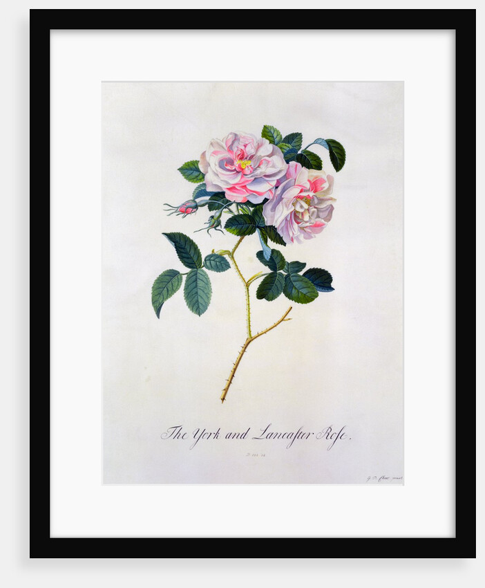 York and Lancaster Rose by Anonymous