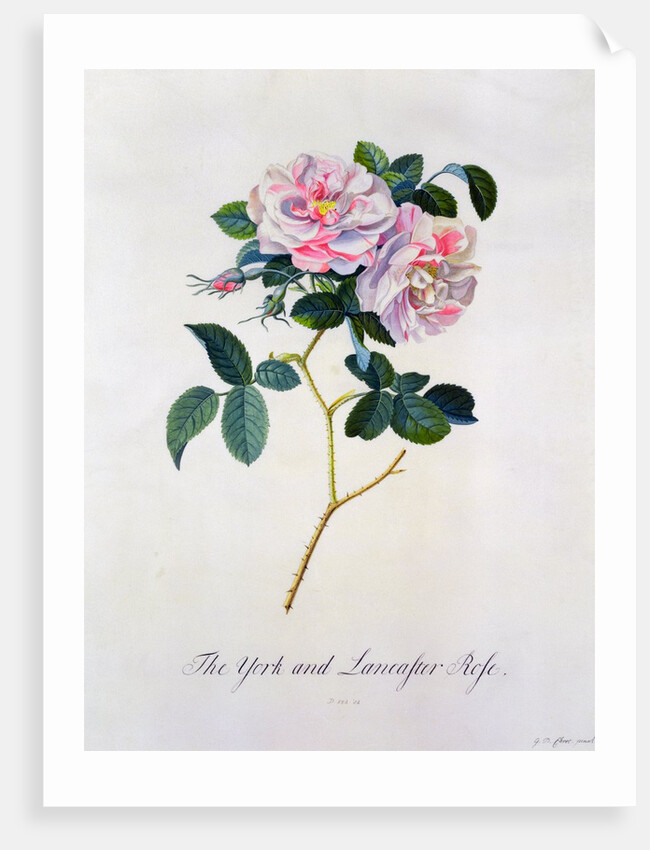 York and Lancaster Rose by Anonymous