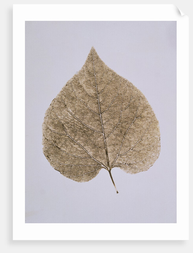 Leaf Study by Unknown