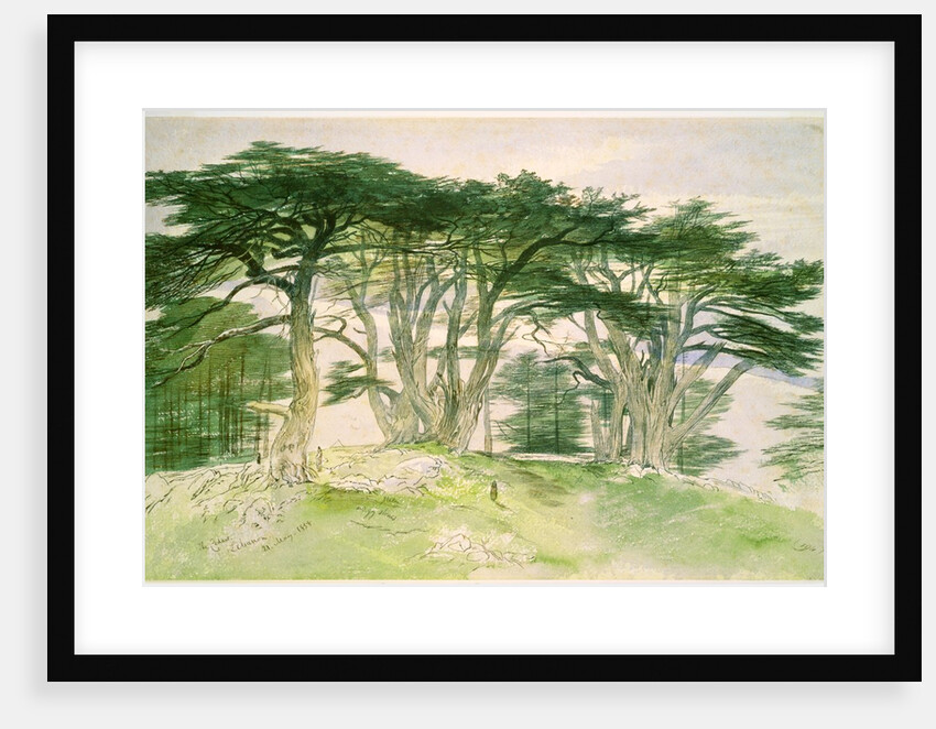Cedars of Lebanon by Edward Lear