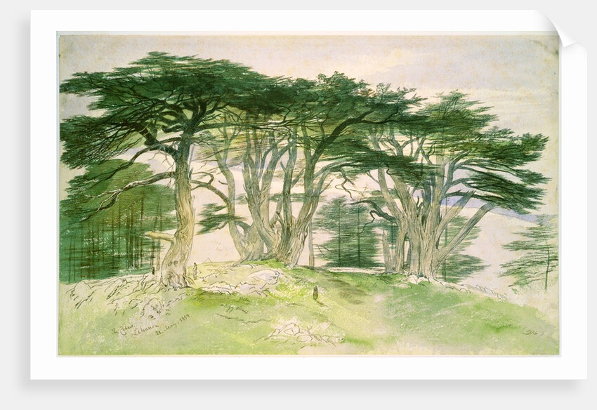 Cedars of Lebanon by Edward Lear