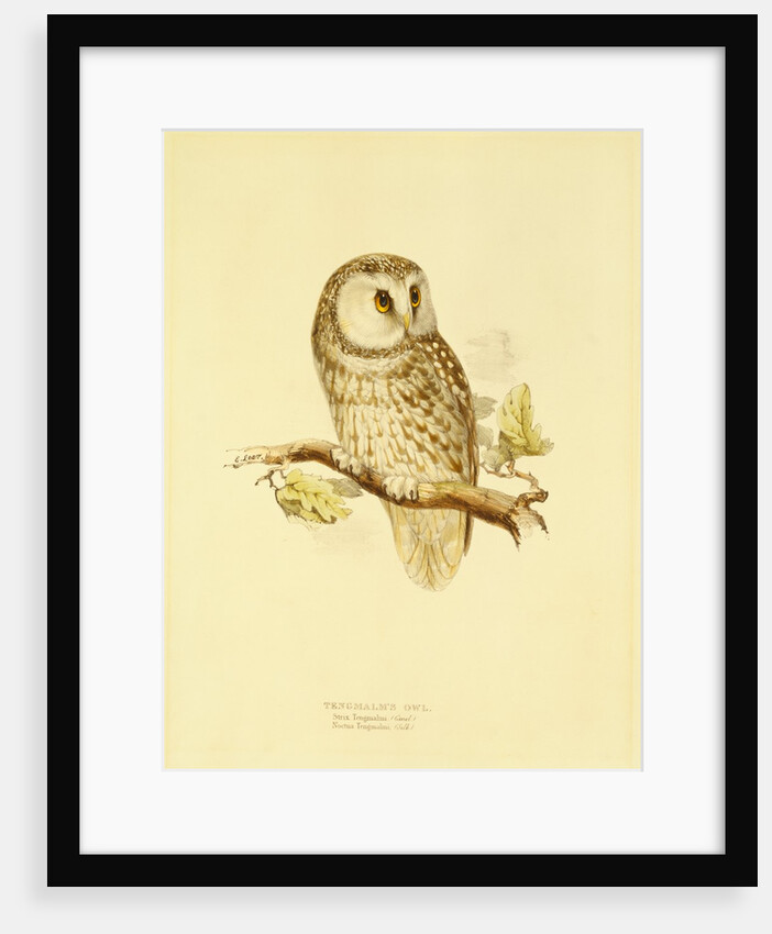 Tengmalms owl by Edward Lear